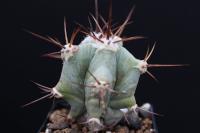 Echinocactus platyacanthus ingens LM 77